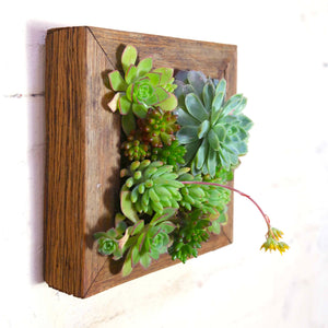 Side on photo of vertical garden planter box. Grow your own plants. 