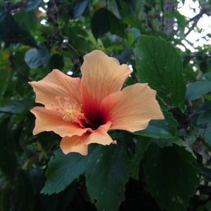 Win one of two double passes to The Melbourne International Flower & Garden Show.