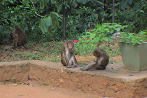 Mulbury in Sri Lanka - Ryan's travel tips