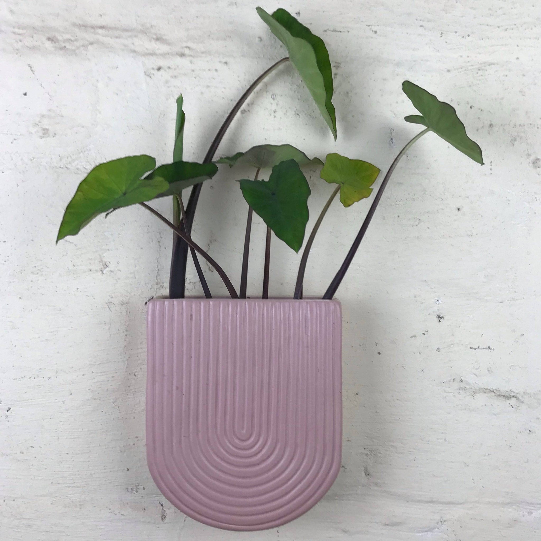 Wall planter ceramic. Small size. 