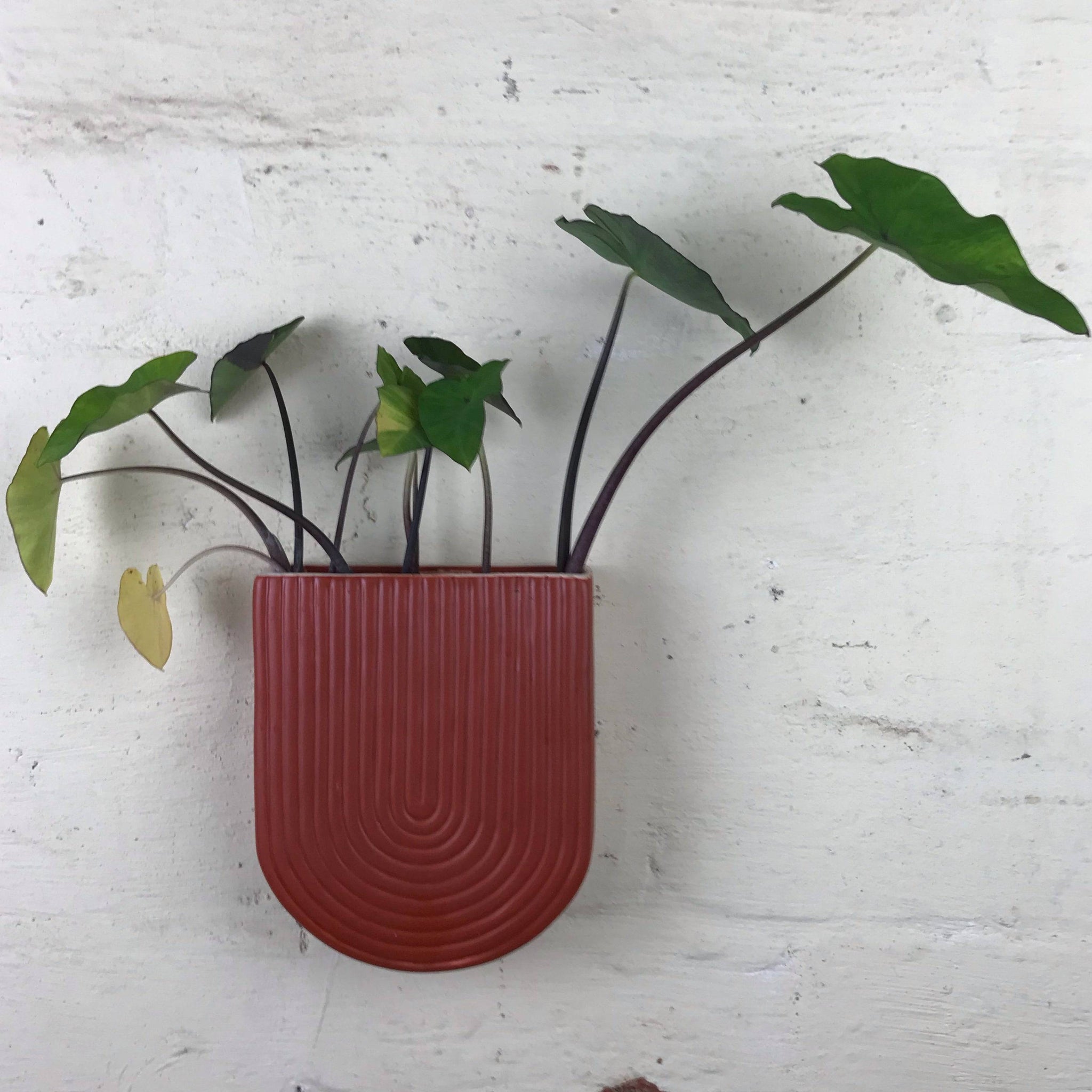 Wall planter ceramic. Small size. 